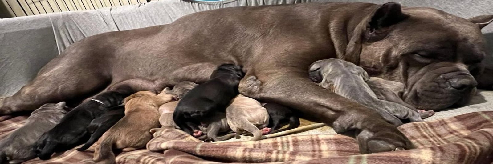 mom with pups